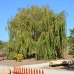 Cambria_2015_0130 (November 07, 2015)